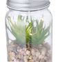 Plante Décorative Kyala