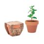 Graines de menthe en pot