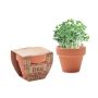 Cresson en pot