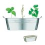 Vase 3 graines d’herbes