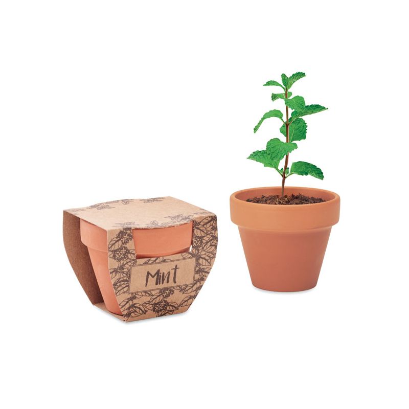 Graines de menthe en pot