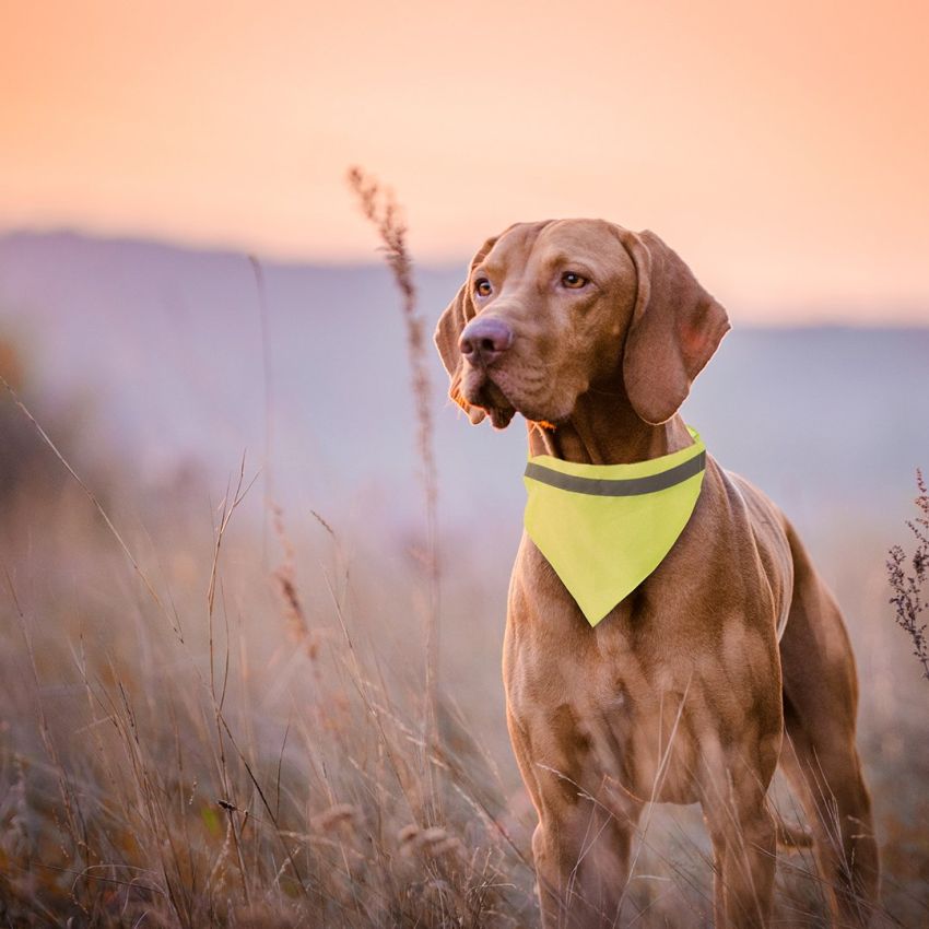 Bandana Col pour Chiens Bipols