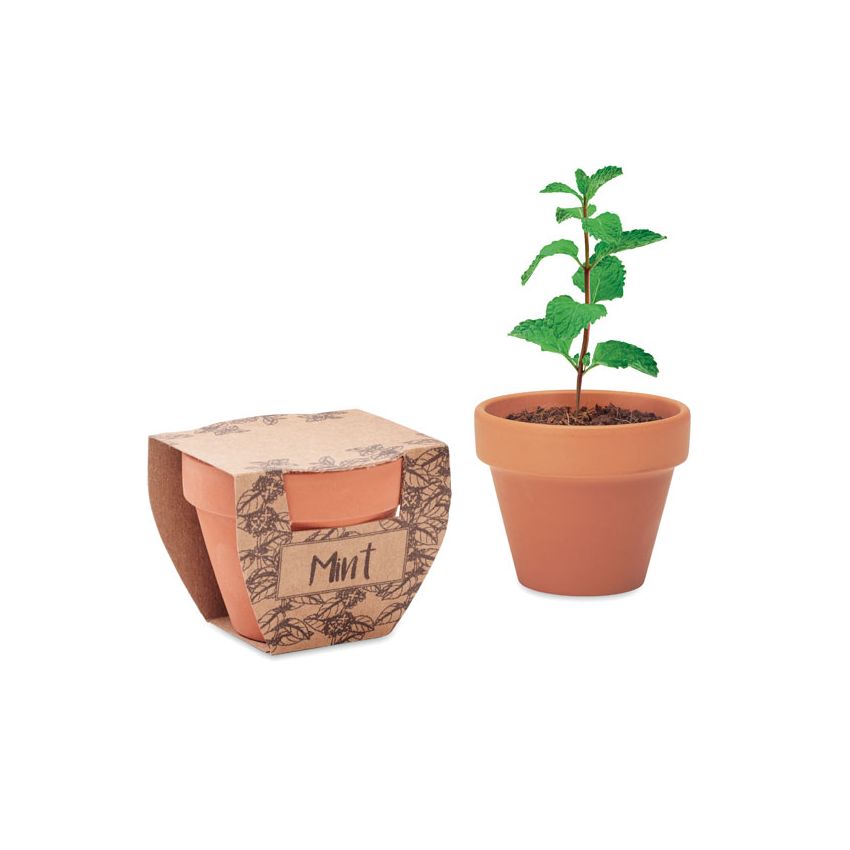 Graines de menthe en pot